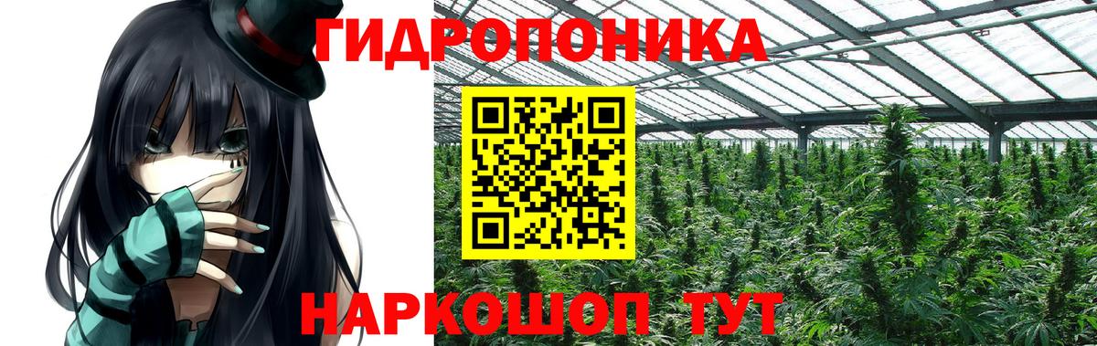 Каннабис OG Kush Черняховск